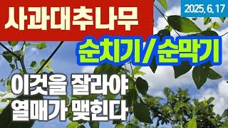 사과대추나무, 순치기/순막기 - 올바로 이해하기