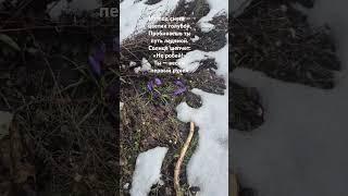 Весне навстречу!