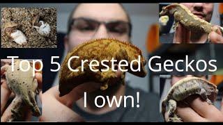 Top 5 Gecko Morphs I Own!!