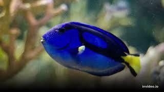 Blue Hippo Tang Care Guide