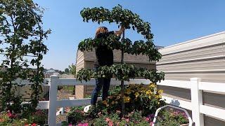 Thinning My Espalier Pear Tree + Fruit Tree Tour!  // Garden Answer