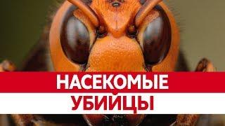 Самые ОПАСНЫЕ НАСЕКОМЫЕ в мире. Опасные пауки убийцы людоеды.