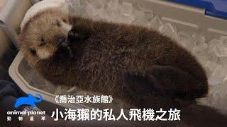 小海獺的私人飛機之旅！歡迎來到喬治亞水族館！｜喬治亞水族館｜動物星球頻道