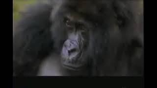 National Geographic Special, Virunga - The Heart of Africa (1996)