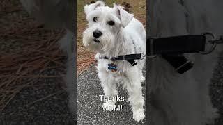 Pretty schnauzer gets his walk #Shorts