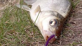 Ловля белой рыбы на нано джиг но сразу бонус