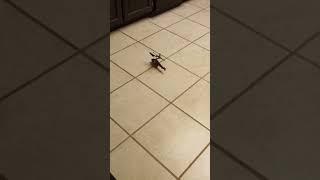 Demonstration of VATOS RC Helicopter