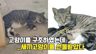 고양이를 구조 했는데 새끼 고양이를 선물 받았다 #고양이 #고양이일상 #고양이브이로그 #고양이영상 #고양이구조 #고양이집사