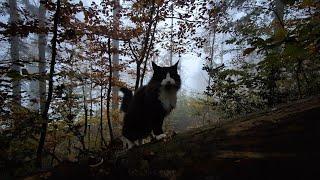 Norwegian Forest Cat: Odin in "Out of the Dark into the Light"