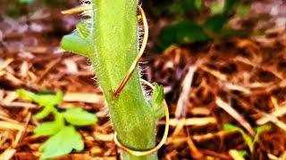 Does Copper WIRE Through Tomato Stem STOP Disease?