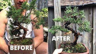 Bonsai styling Shimpaku juniper Creating small bonsai Bonsai process