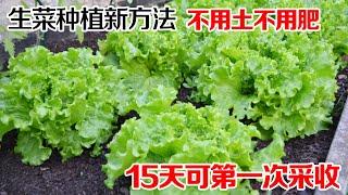 种生菜的“新方法”，不用土、不用肥，简单快速15天可第一次采收|A new method of growing lettuce|水培生菜