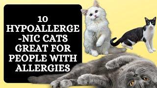 10 Hypoallergenic Cats Great for People with Allergies