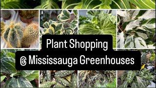 Plant shopping @ Mississauga Greenhouses (classic houseplants at reasonable prices)