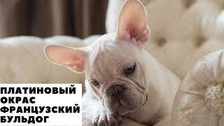 Богатенький Ричи/Французский Бульдог/French Bulldog