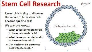 Embryonic Stem Cells & their Controversy (unbiased view)