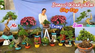 Cây cảnh Bonsai Thành phẩm nhiều loại,khế,me,sam..13/11 0334270232.Bích-Nhung