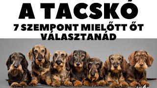 Mielőtt kutyát vennél - A TACSKÓ - 7 fontos szempont.  DogCast TV