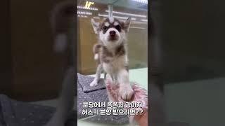 분당강아지허스키분양