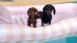 On holiday with a Mini Dachshund puppy- Dachshunds on a pool float.