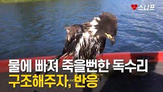 물에 빠져 죽을뻔한 독수리 구조해주자 , 반응 ㅣ 감동실화