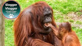 Orangutan Sprout's Sudden Grab Of Baby Jim