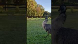 Emu love.