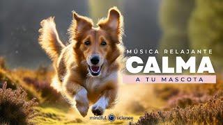 Música para tu Mascota: RELAJA y CALMA a tu Compañero - Mindful Science 