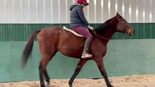 Adoptable Horses from SecondStride.org Myopic December 2024 farm hack