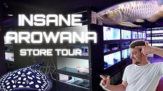 ASIA'S BEST AROWANA SHOP? | INCREDIBLE FISH