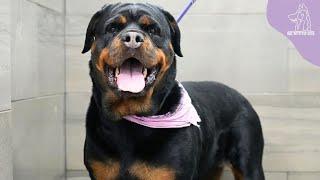 A Misunderstood Dog: Is it True What They Say About The Ferocious Rottweiler?