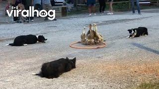 Dogs Herding Ducks || ViralHog