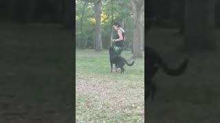 Beauceron - Pheature du Joie de Vie Adventure - 5 months
