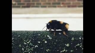 Guy Highfives Bee