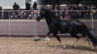 Stallion Inspection 2019 - Barock Pinto Studbook