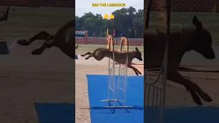 indian army dog training #shorts #army #viral