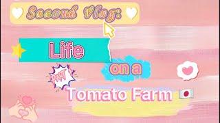 Life on a tomato farm Part (1/2) | wendz diary