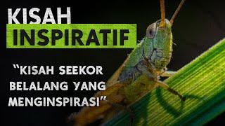 Kisah Inspiratif - Kisah Seekor Belalang yang Menginspirasi Hidup