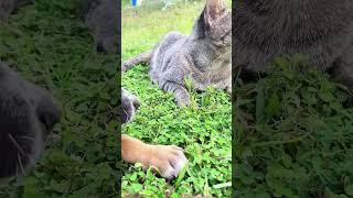 Cat and dog my friend happy puppy #shortvideo #puppy #entertainingpets #dog #funnypetschannel