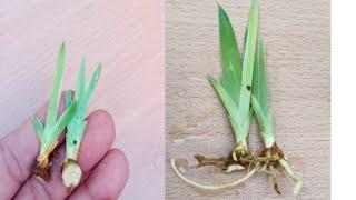 How to grow Blackberry lily #kitchen garden #shafikul garden #garden #shorts