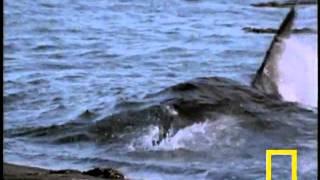 Sea Fortress 2- Heavy Whale vs. Seal Scout