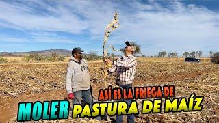 Es tiempo de MOLER PASTURA para las vacas