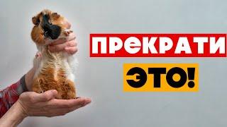 20 вещей, которые ненавидят МОРСКИЕ СВИНКИ