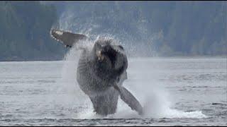 Humpback Comeback - The Return of Humpback Whales to the Salish Sea