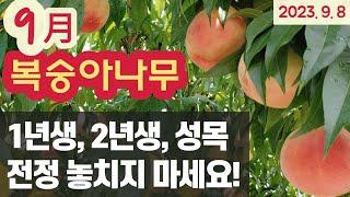 9월, 복숭아나무 - 1년생, 2년생, 성목 전정 #수형잡기 #관리방법