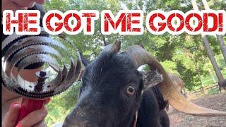 Carl is Missing and Ringo Tries To Take Me Out | Welcome to The Littles Pasture
