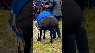 1-ая Всероссийская выставка в Ингушетии состоится 5 мая 2025 года #arashan #shorts #gissar #sheep