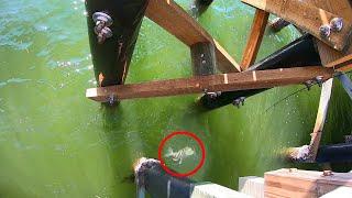 Landbased Sheepshead Fishing - (Catch & Cook) - Anna Maria Island, Florida Sheephead Pier Fishing!