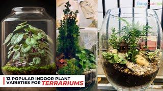 12 Popular Indoor Plant Varieties for Terrariums | Most Reliable Terrarium Plants  #terrarium