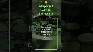 Интересный факт о подсолнухе